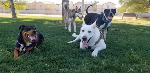 Dog Fancier's Park